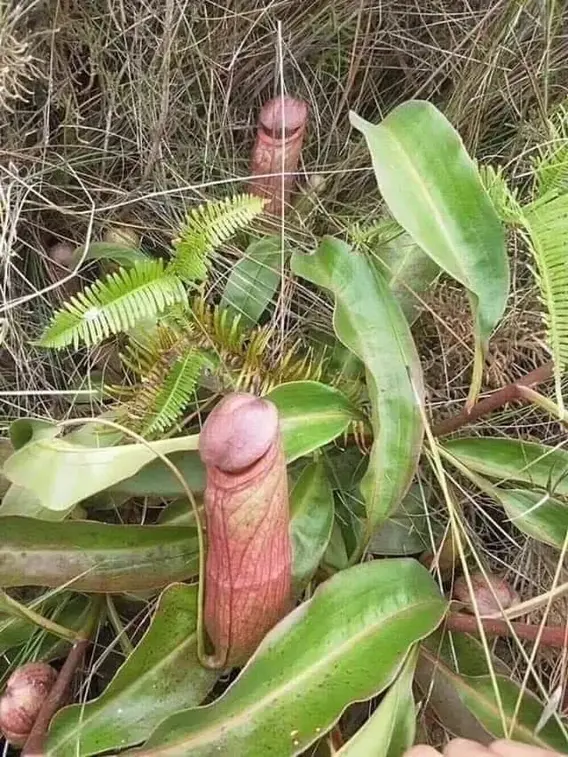 Mi amigo Adrian tiene plantas carnívoras. Esta es su preferida