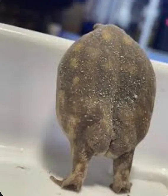 El pibe que se salta el día de piernas: