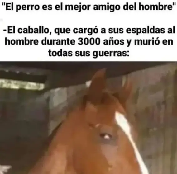 El segundo mejor amigo del hombre…